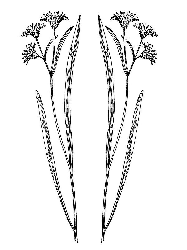 Aster tenuifolius