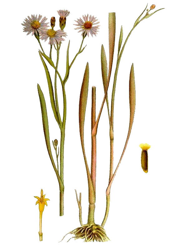 Aster tripolium