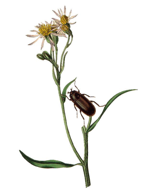 Aster tripolium