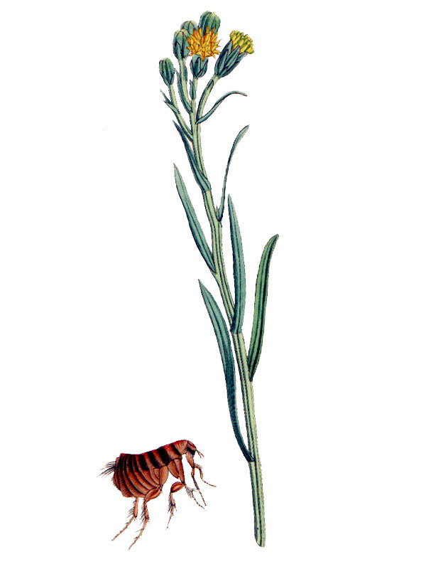 Aster tripolium