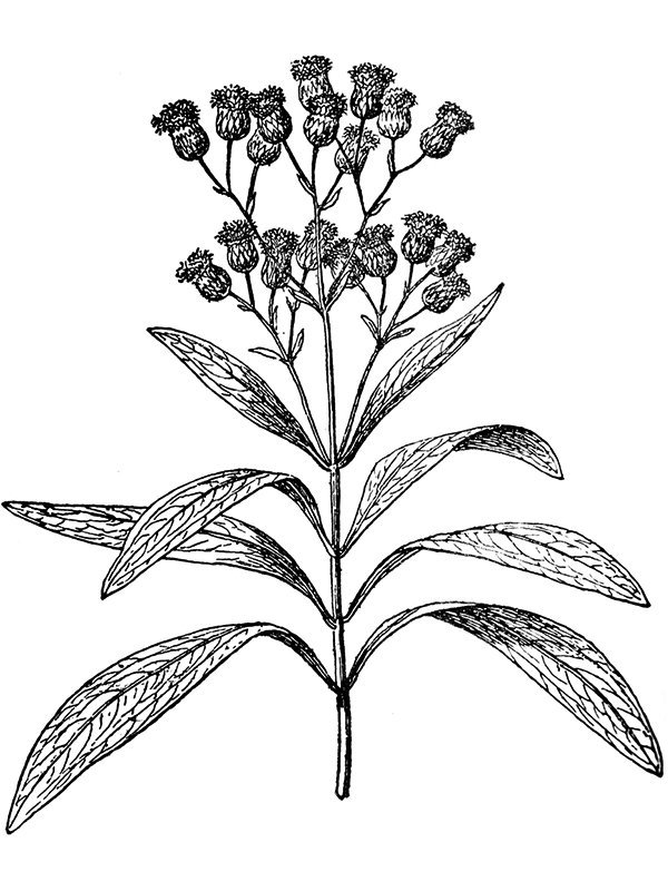 Ayapana triplinervis