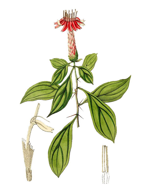 Barnadesia caryophylla
