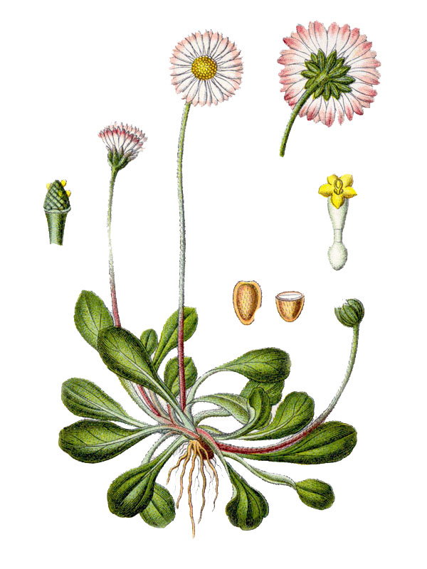 Bellis perennis