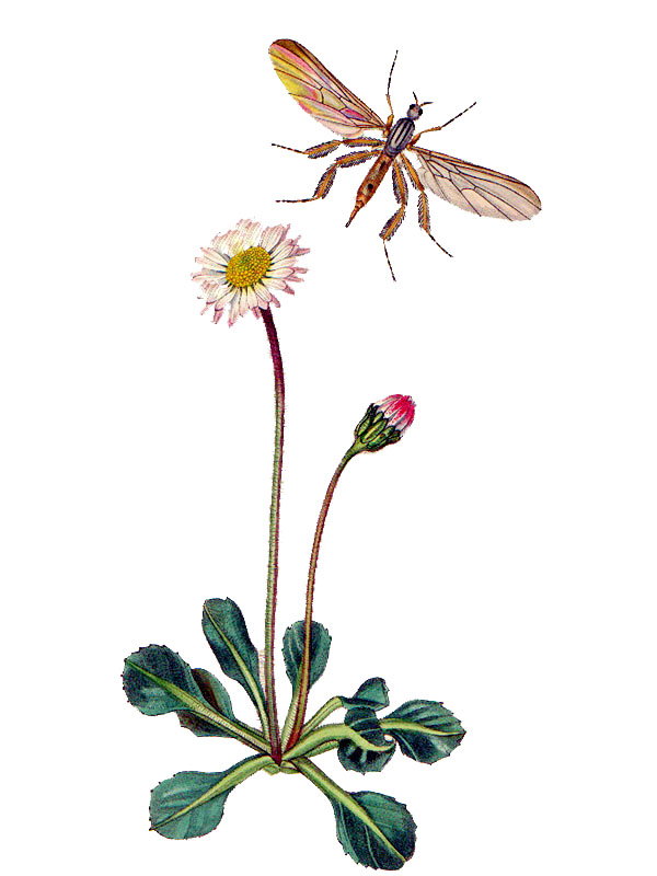 Bellis perennis