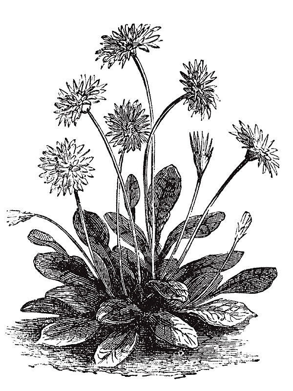 Bellis perennis
