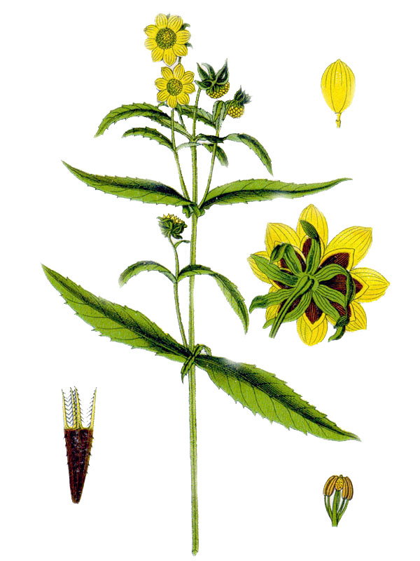 Bidens cernuus