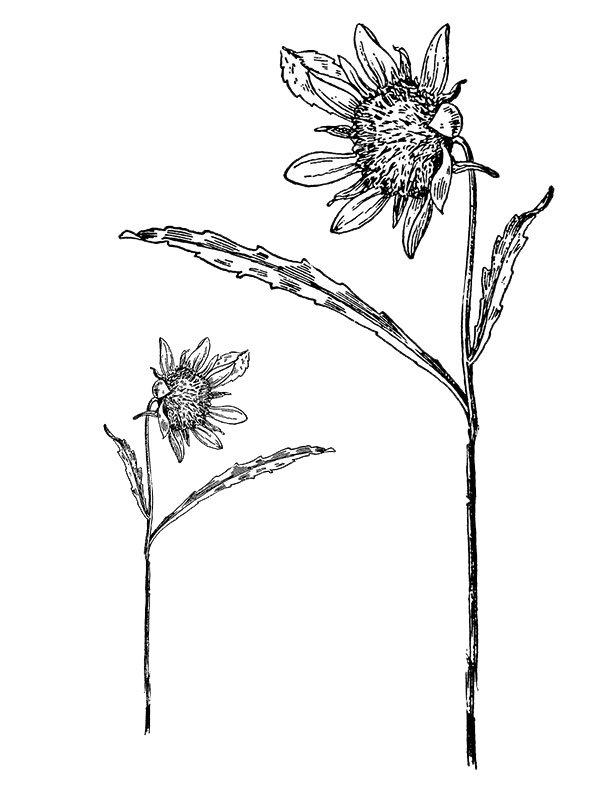 Bidens cernuus