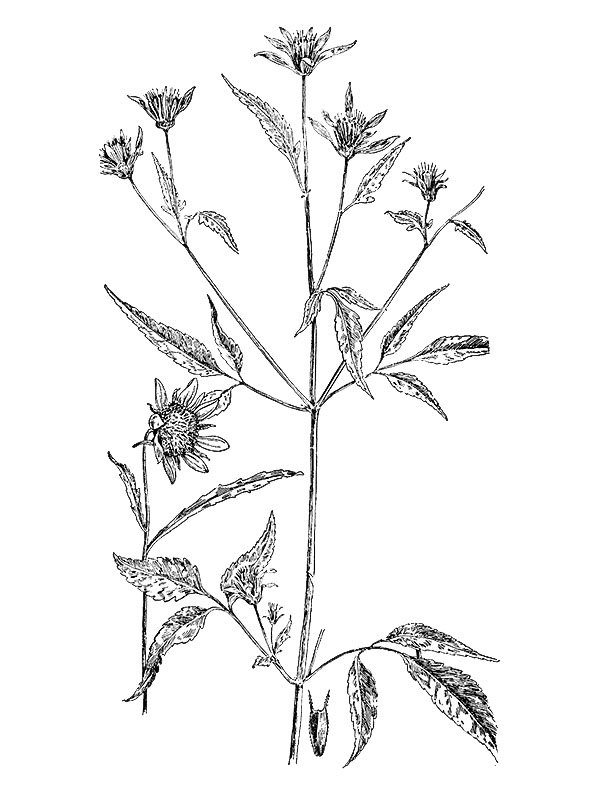 Bidens frondosa