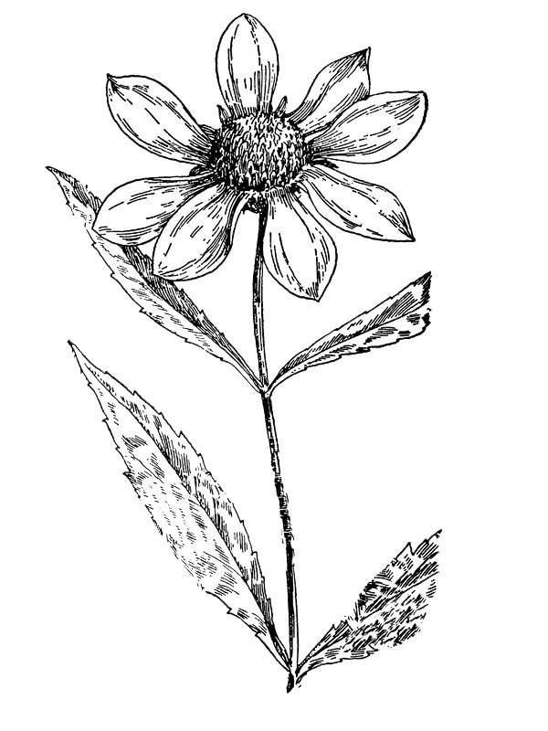 Bidens laevis