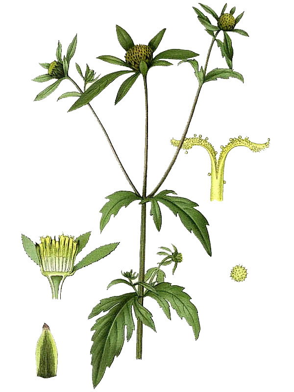 Bidens tripartita