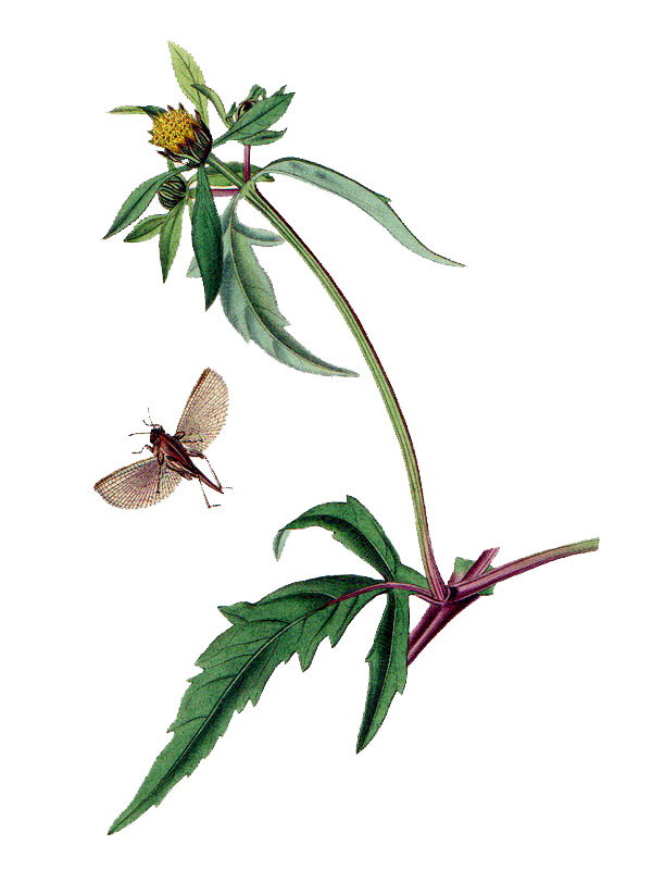 Bidens tripartita