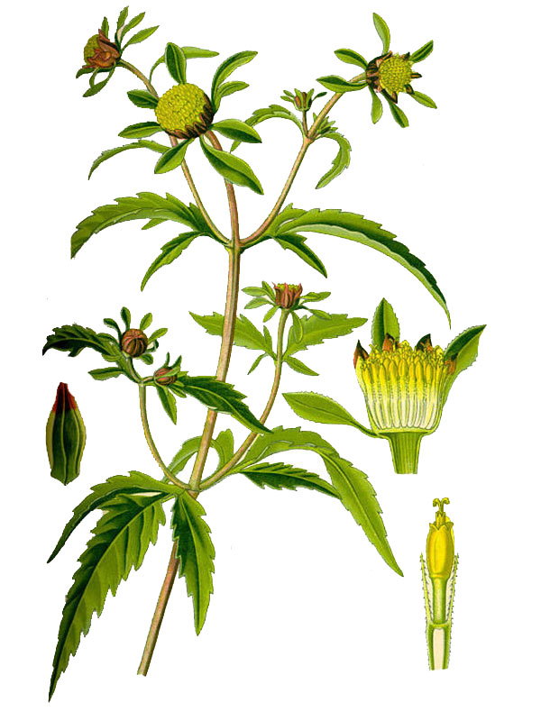 Bidens tripartita