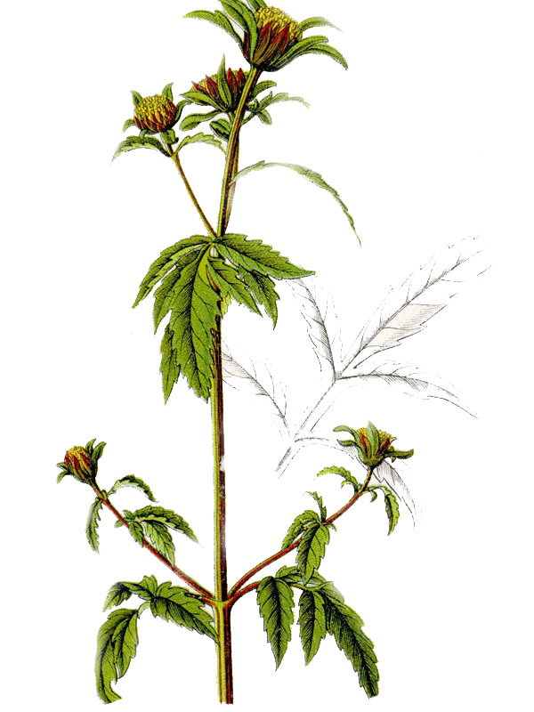 Bidens tripartitus
