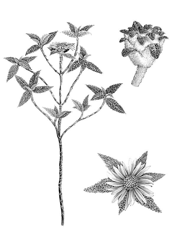 Bishopanthus soliceps
