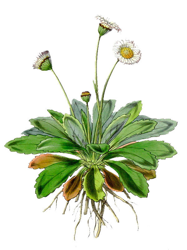 Brachyscome decipiens