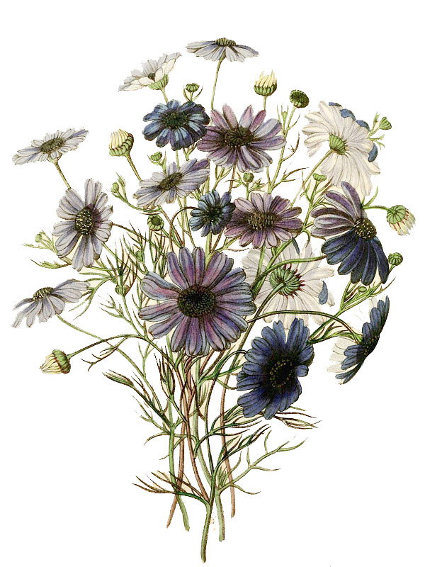 Brachyscome iberidifolia