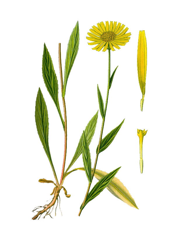 Buphthalmum salicifolium
