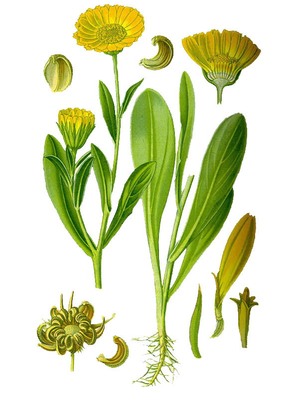 Calendula officinalis