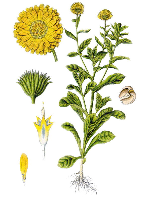 Calendula officinalis