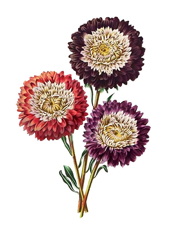 Callistephus chinensis