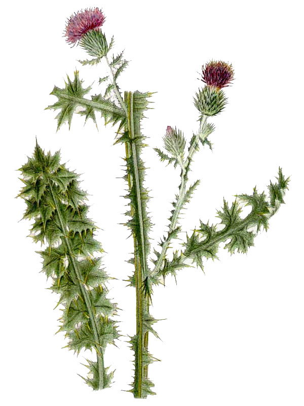 Carduus acanthoides