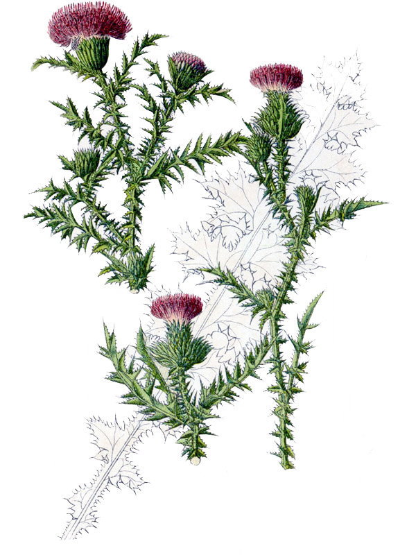 Carduus acanthoides