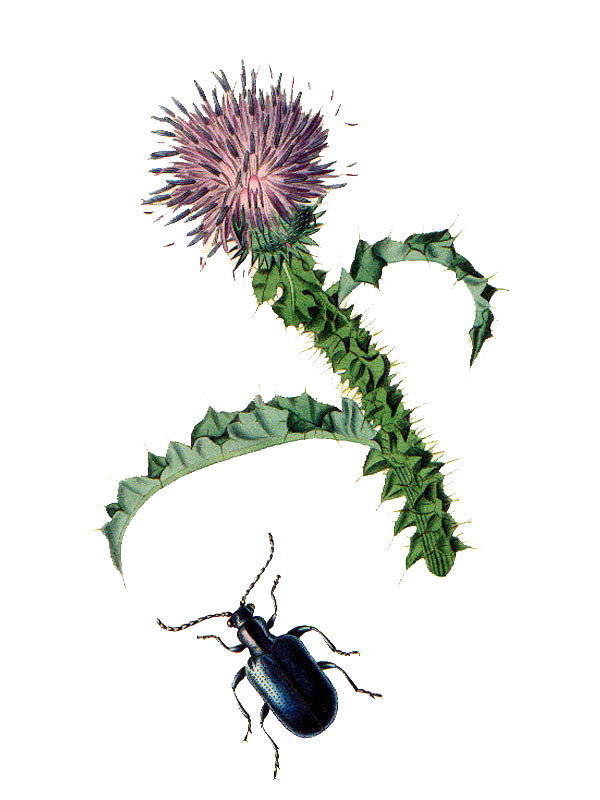 Carduus acanthoides