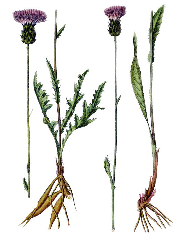 Carduus anglicus