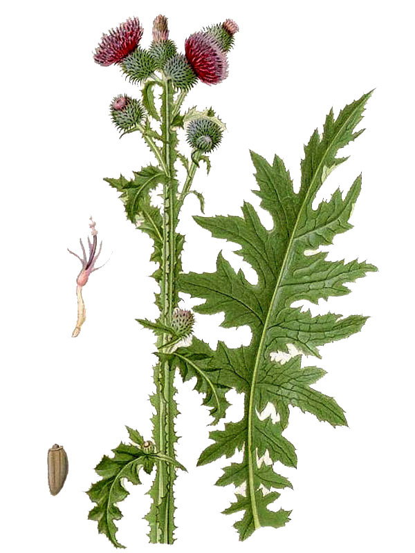 Carduus crispus
