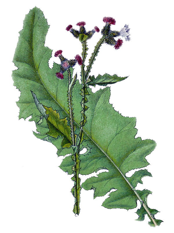 Carduus crispus