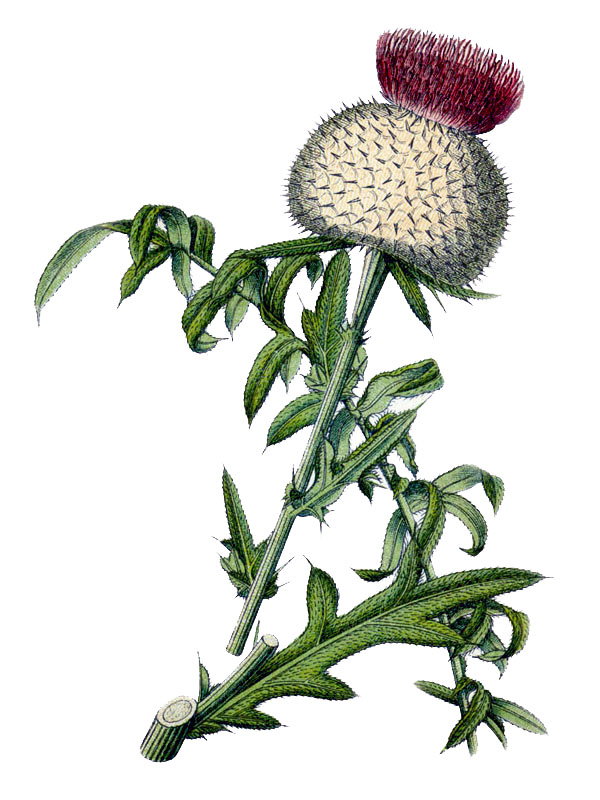 Carduus eriophorus