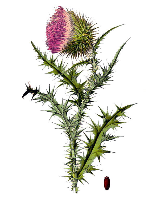 Carduus nutans