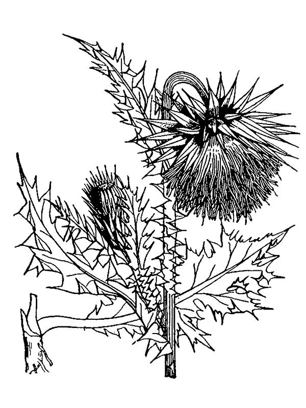Carduus nutans