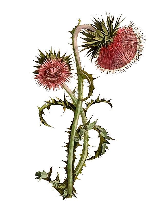 Carduus nutans