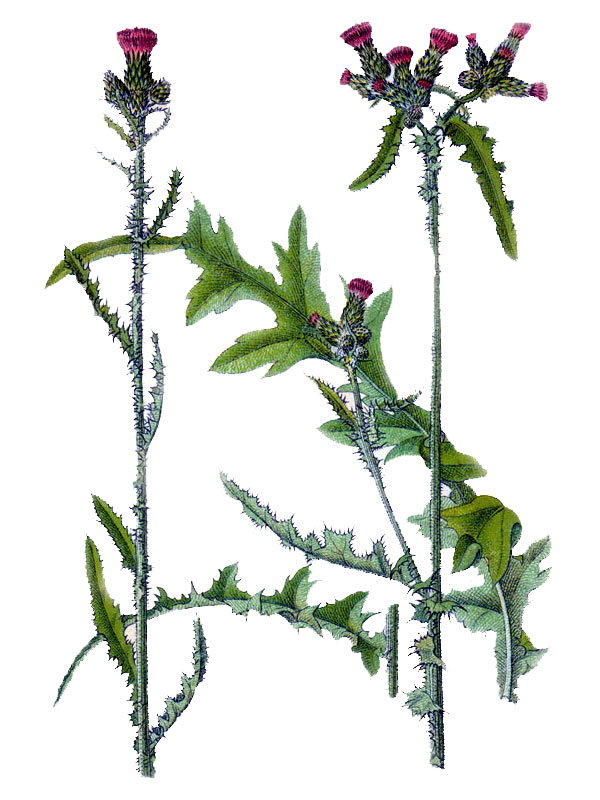 Carduus palustris