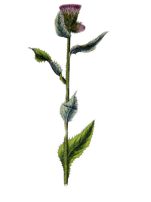 Carduus personata