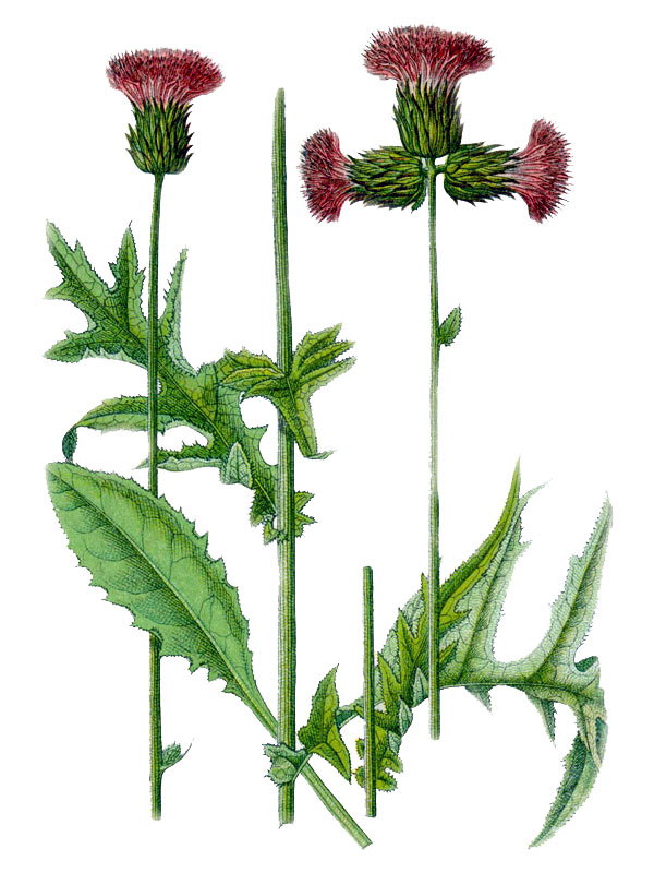 Carduus rivularis