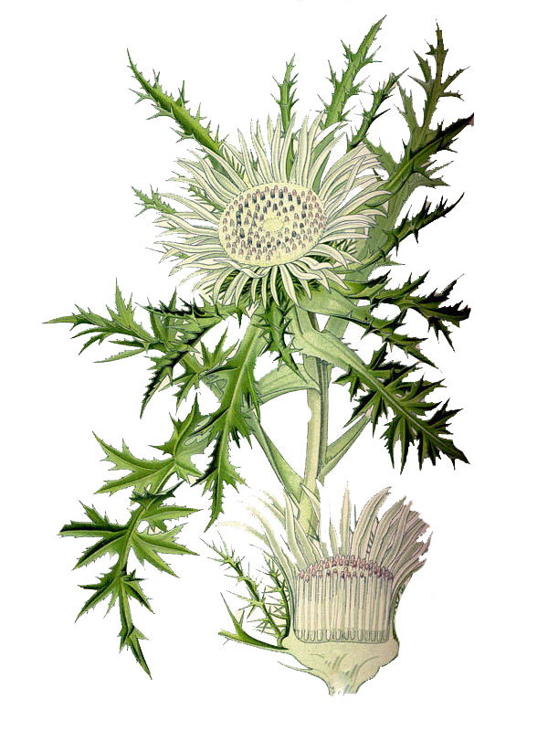 Carlina acaulis