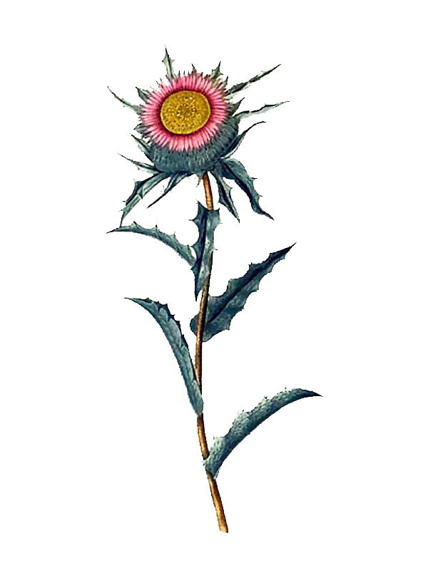 Carlina lanata