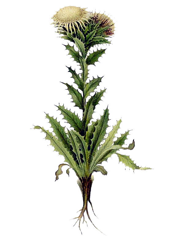 Carlina vulgaris