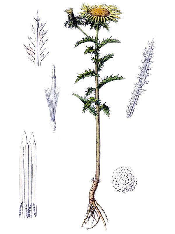 Carlina vulgaris