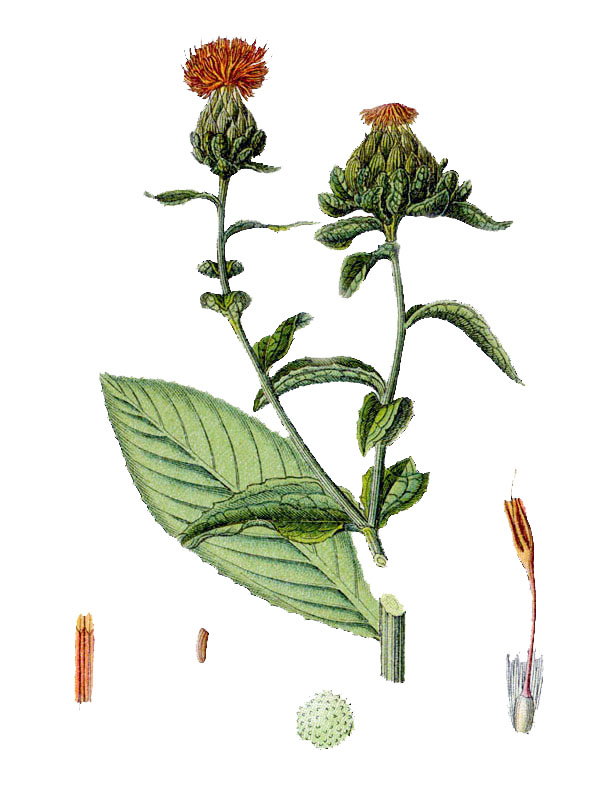 Carthamus tinctorius