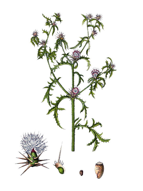 Centaurea calcitrapa