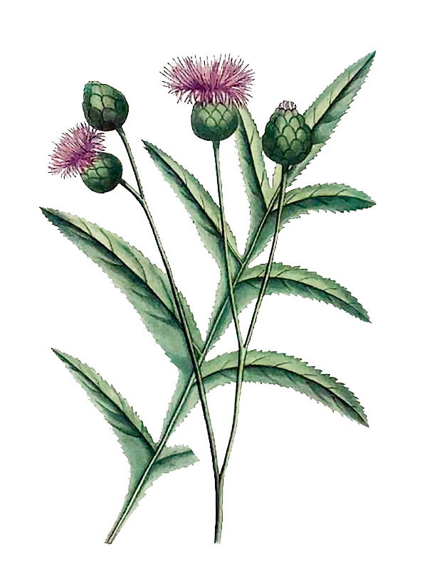 Centaurea centaurium
