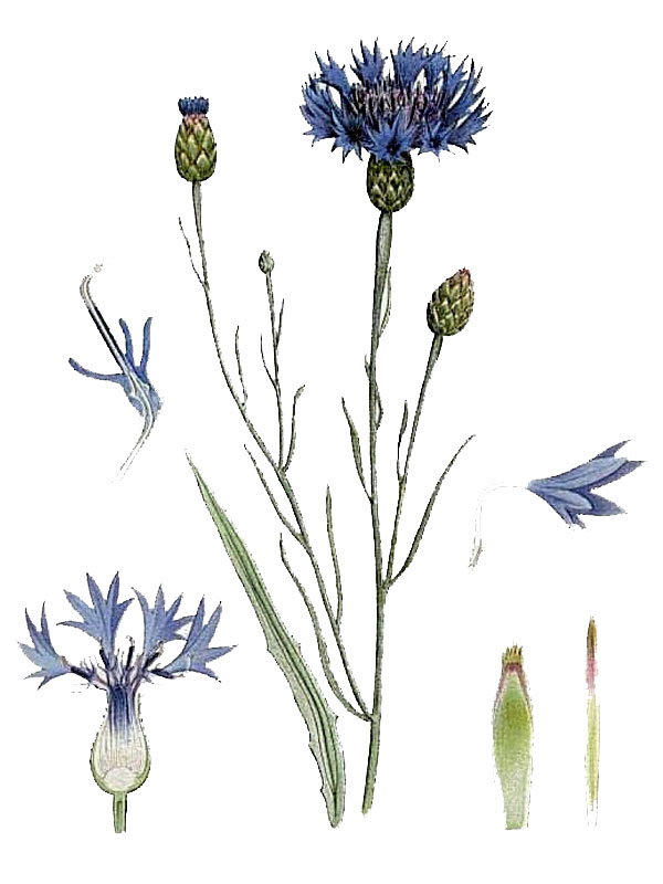 Centaurea cyanus