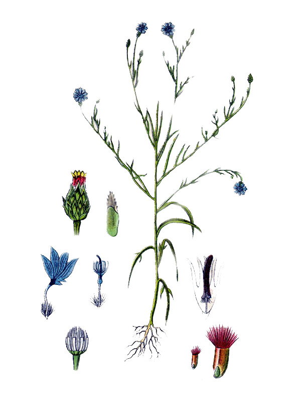 Centaurea cyanus