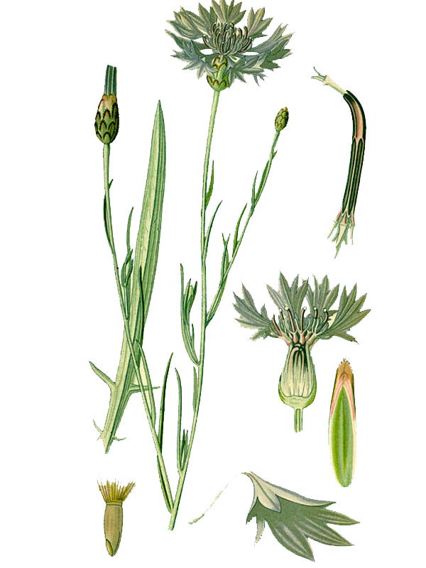 Centaurea cyanus