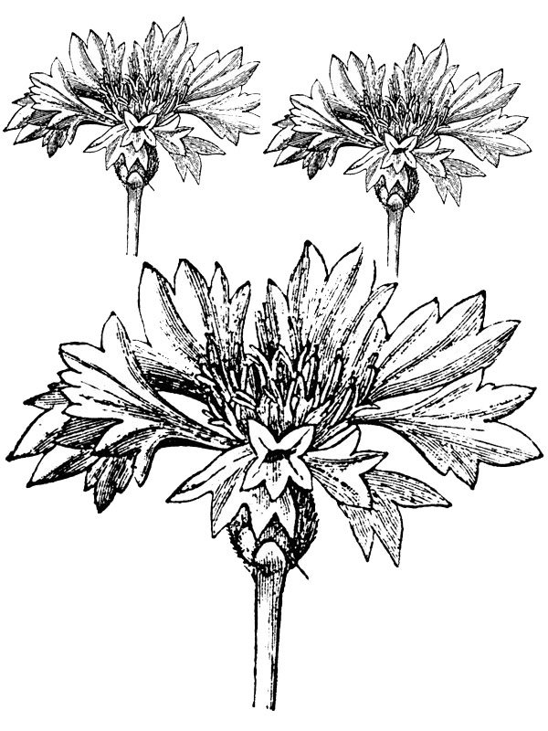 Centaurea cyanus