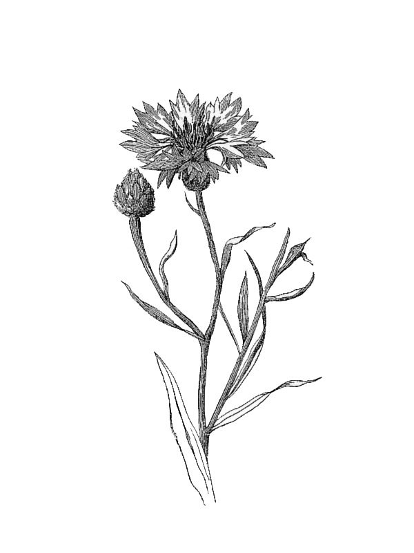 Centaurea cyanus