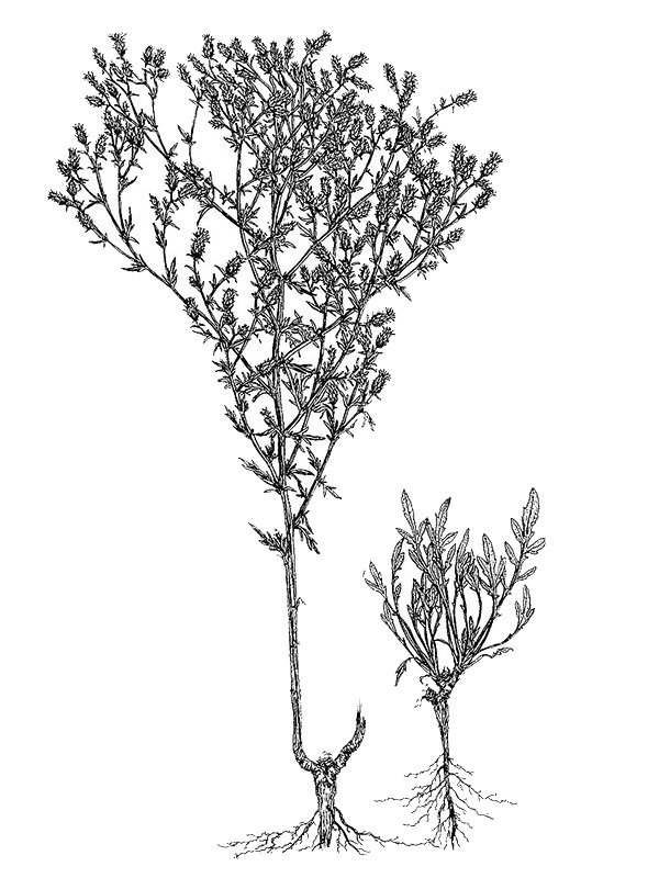 Centaurea diffusa